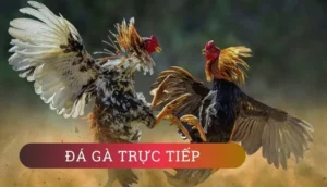 Cách Chơi Đá Gà GA28 SunWin Chi Tiết Từ Chọn Kèo Đến Quản Lý Vốn