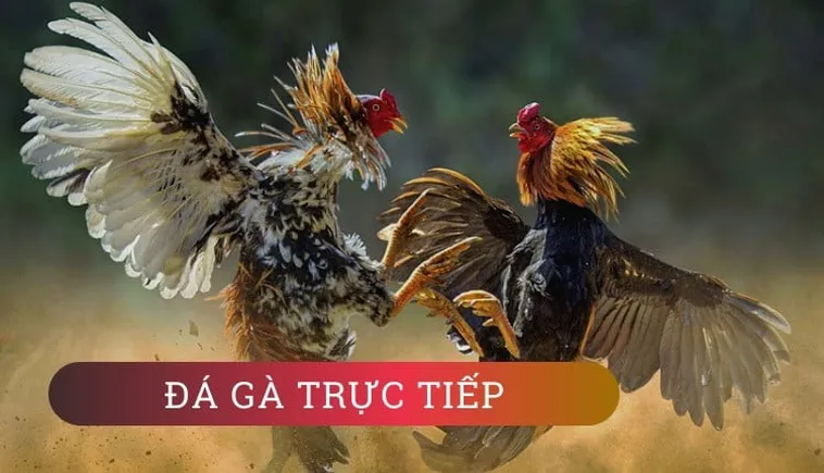 Cách Chơi Đá Gà GA28 SunWin Chi Tiết Từ Chọn Kèo Đến Quản Lý Vốn